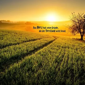JOKA Fotobehang P246 400 cm br x 267 cm hg 300 grams structuur Hoge Kwaliteit