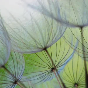 Beste Prijs JOKA Fotobehang P218 400 cm br x 267 cm hg 300 grams structuur
